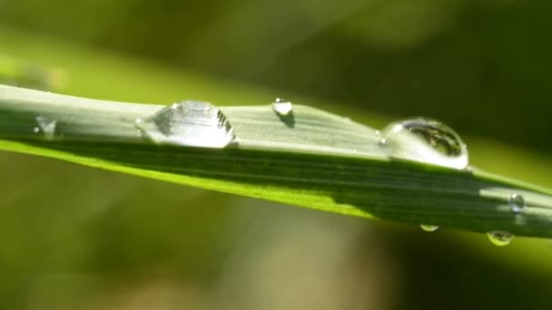 Dew drops — Stock Video