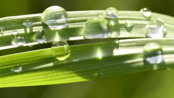 Gotas de Rocío — Vídeos de Stock