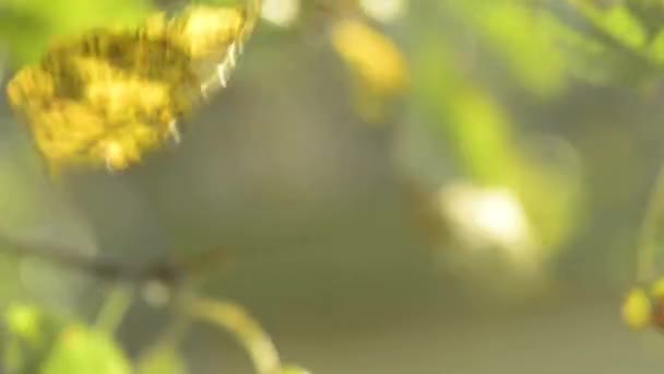 Sonbahar — Stok video