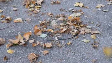 dans düşen yapraklar