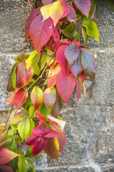 Autumnal painted leaves on a concrete wall — Stock Photo, Image
