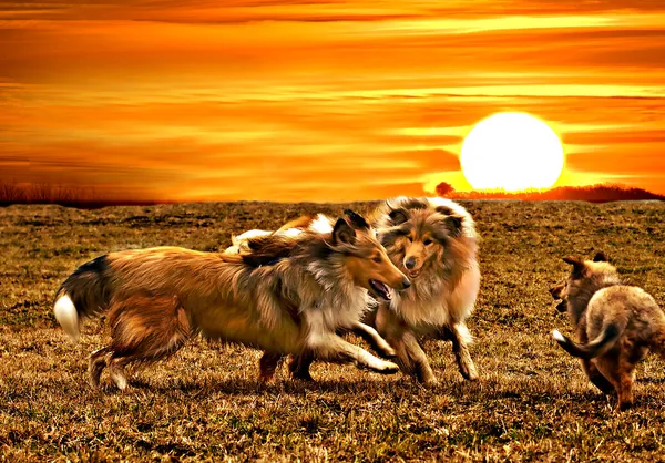 Collie perros jugando durante la puesta del sol — Foto de Stock