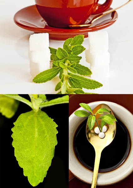 Stevia rebaudiana, soporte para azúcar, tabletas — Foto de Stock