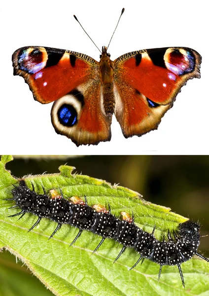 Павлинья бабочка с эрукой — стоковое фото