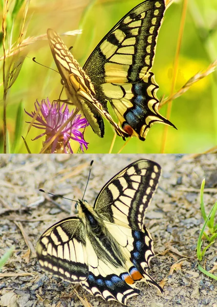 Borboleta rabo de andorinha, Papilio machaon — Fotografia de Stock