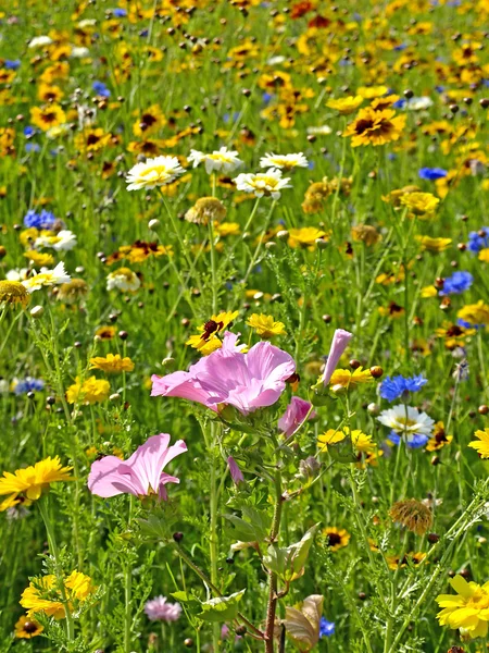 Fiori su un prato — Foto Stock