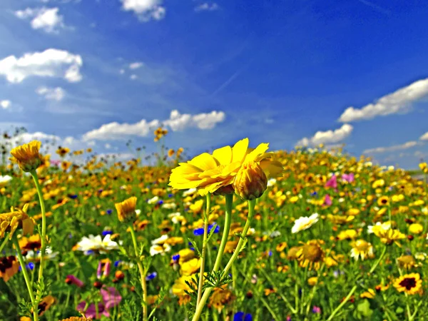 Flores en un prado — Foto de Stock