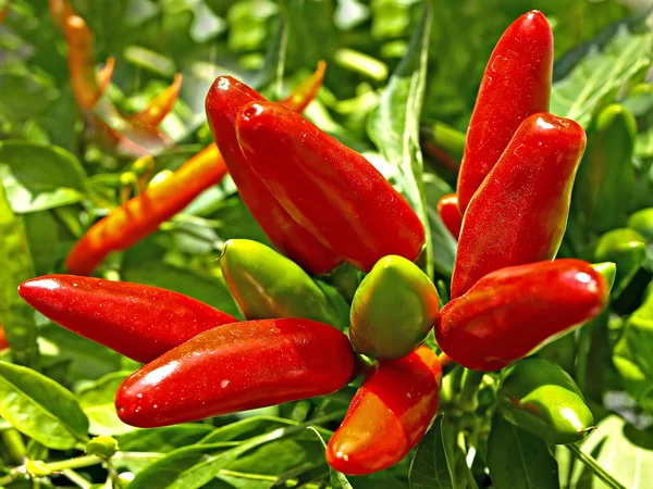 Chili at a plant — Stock Photo, Image