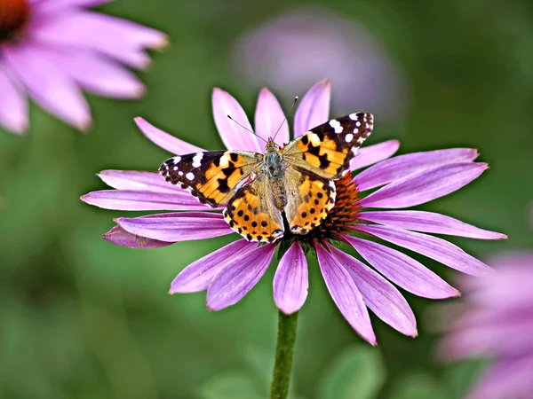 Painted lady, Cynthia cardui — Stock Photo, Image