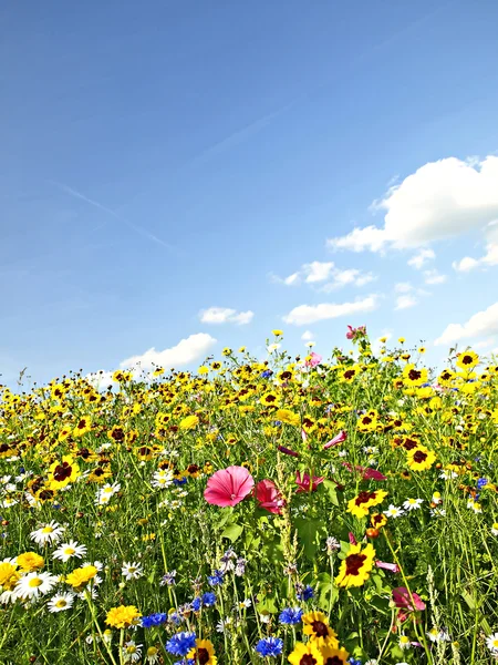 Flowers on a meadow — Stock Photo, Image