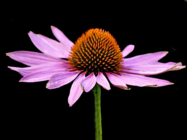 Cónica, echinacea purpurea — Foto de Stock