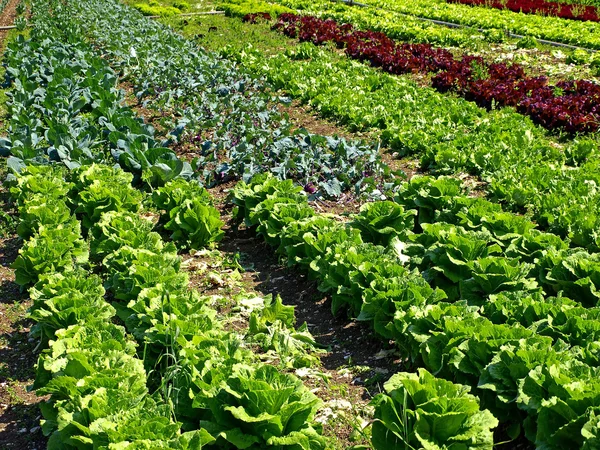 Salad and vegetable cultivation — Stock Photo, Image