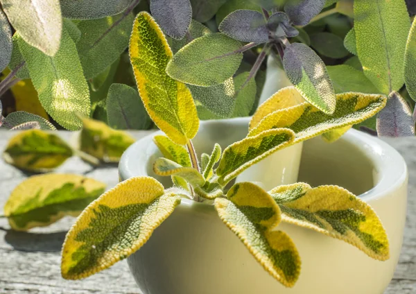 Sábio, Salvia officinalis — Fotografia de Stock