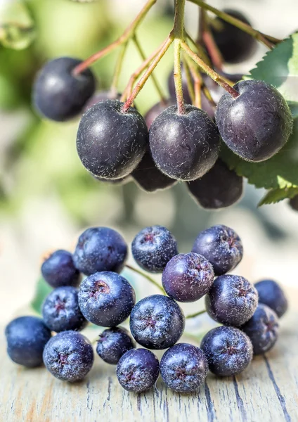 Black choke berry — Stock Photo, Image