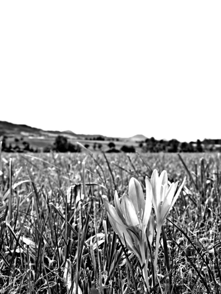 Fioritura dello zafferano — Foto Stock