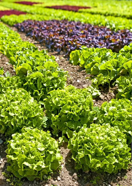 Salade teelt — Stockfoto