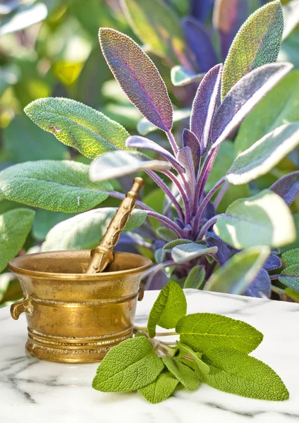 Sage, Salvia officinalis — Stock Photo, Image