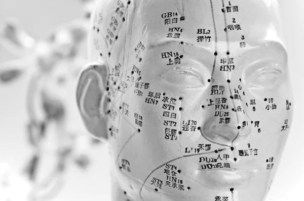 Acupuncture head model — Stock Photo, Image