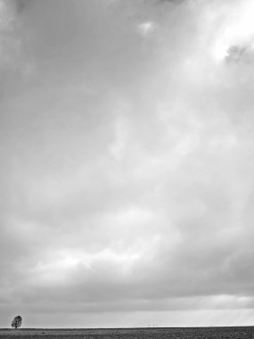 Bir tarladaki ağaç