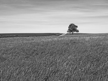 Bir tarladaki ağaç