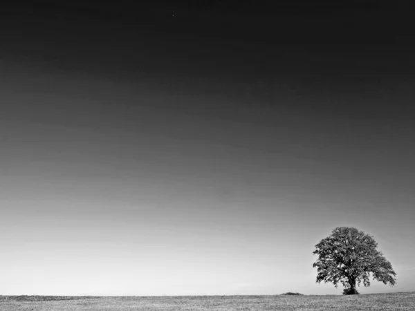 Boom op een veld — Stockfoto