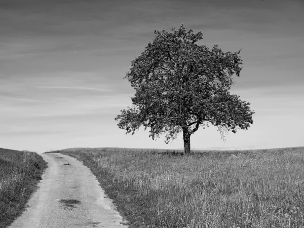 Baum auf einem Weg mit blauem Himmel — Stockfoto