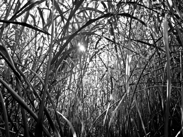 Переключатель травы — стоковое фото