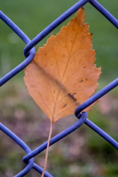 Hoja de arce pintada otoñal en una puerta — Foto de Stock