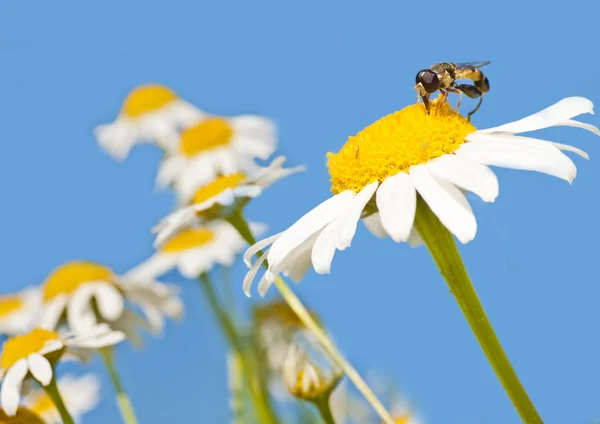 Chamomille — Stockfoto