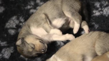 kömür ocağı whelps uyku