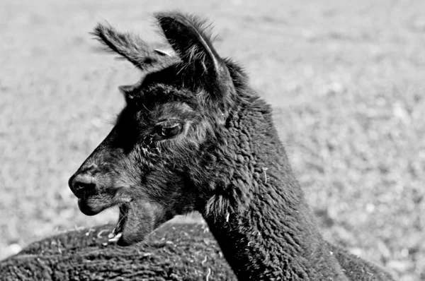 Alpaca — Stock Photo, Image