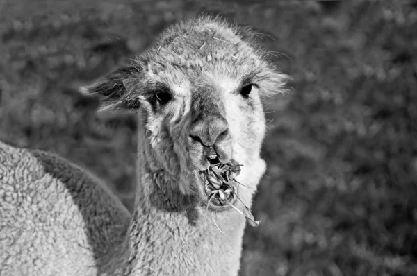 Alpaca — Foto de Stock