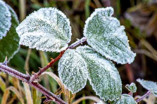 Листья со льдом — стоковое фото