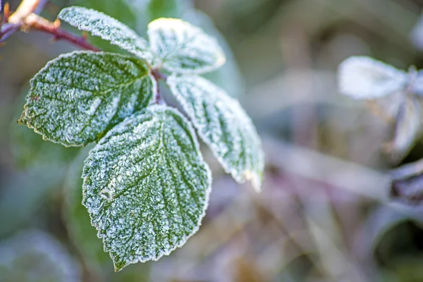 Листья со льдом — стоковое фото