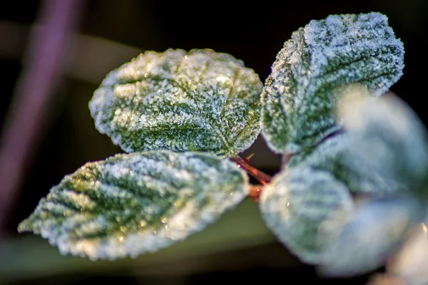 Φύλλα με κρυστάλλους πάγου — Φωτογραφία Αρχείου
