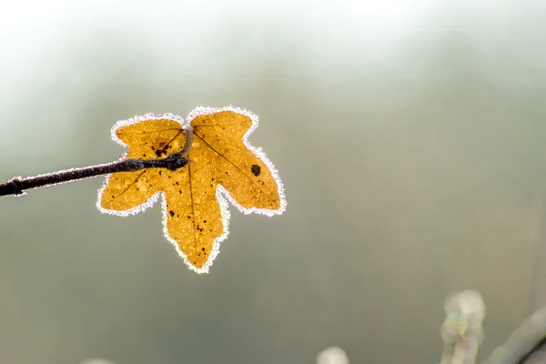 Blad med iskrystaller - Stock-foto