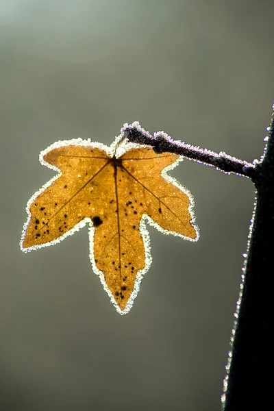 氷の結晶の葉 — ストック写真