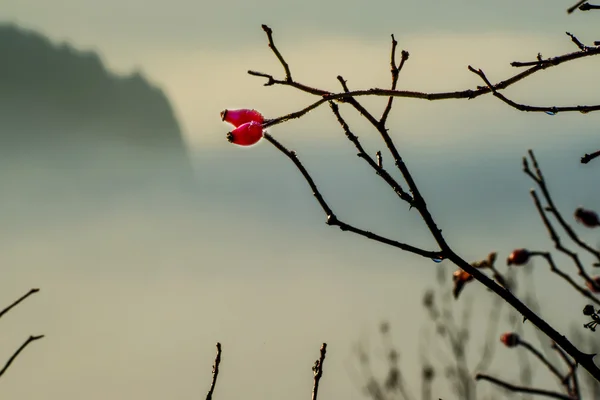 Шиповник в утреннем тумане — стоковое фото