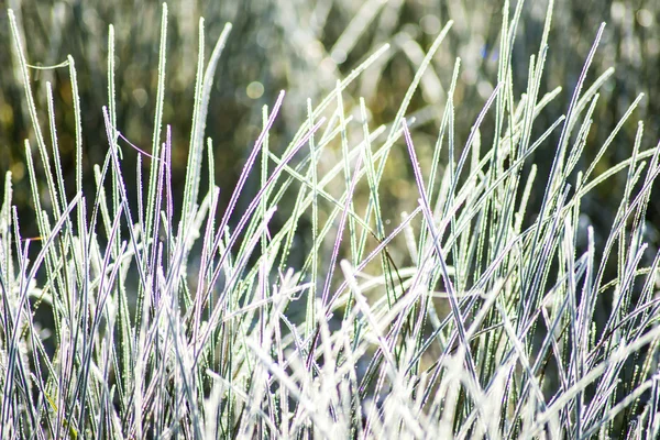 Gras mit Eiskristallen — Stockfoto