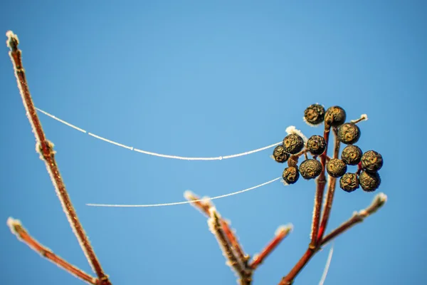 Ligusterbeeren mit Eiskette — Stockfoto