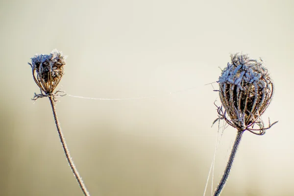 氷のチェーンとニンジンの種子 — ストック写真