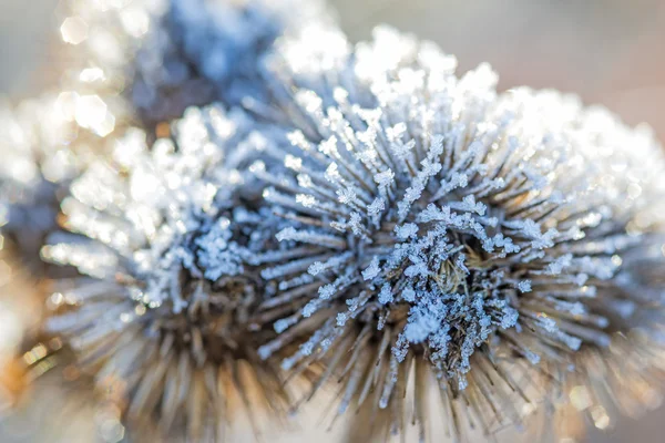 Burdock with ice crystals — Stock Photo, Image