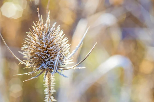 Teasel with ice crystals — Stock Photo, Image