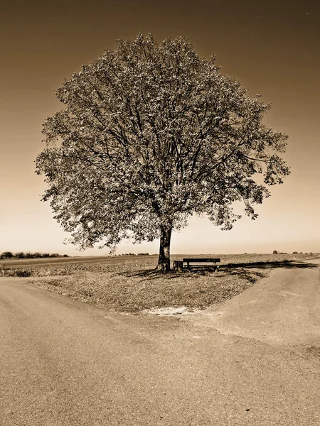 Kreuzung mit Baum — Stockfoto