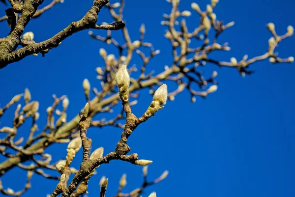 Magnolia buds in winter — Stock Photo, Image