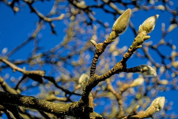 Manolya tomurcukları kış — Stok fotoğraf
