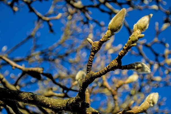 Magnolia buds in winter — Stock Photo, Image