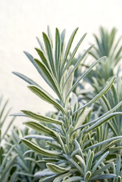 Lavendel — Stockfoto