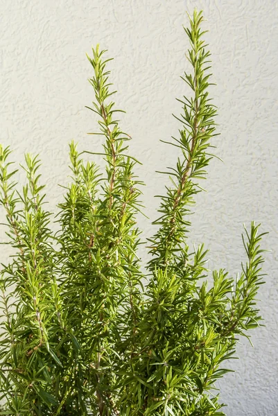 Rosemary — Stock Photo, Image