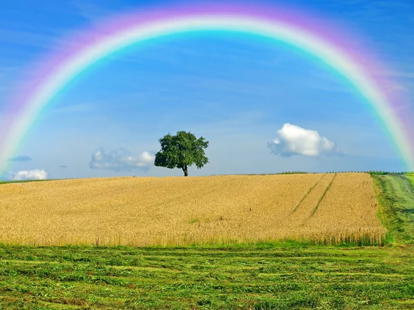 Campo de trigo con arco iris — Foto de Stock